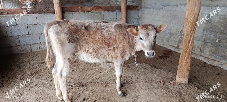 tuwe - Aşgabat - img 1