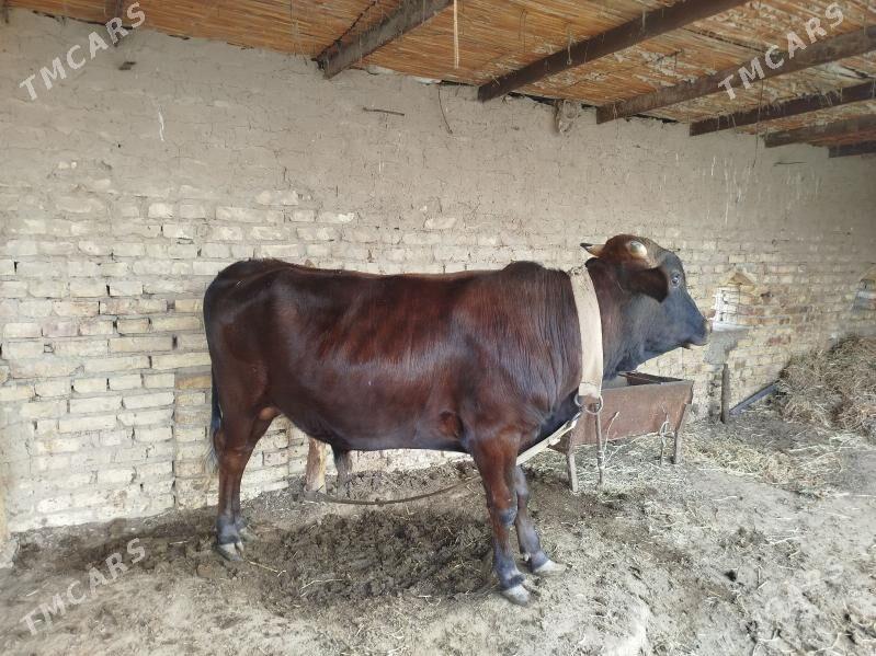 Öküz - Mary - img 1