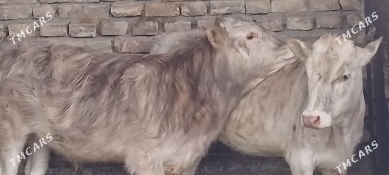 okuz-tuwe - Bäherden - img 1