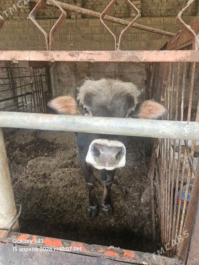 okuz - Aşgabat - img 1