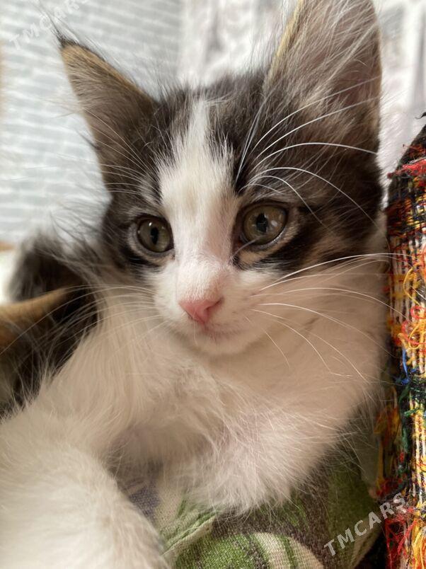 в добрые руки - Büzmeýin GRES - img 1