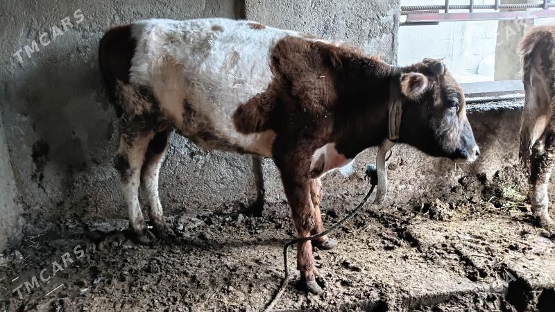 okuz - Bagyr - img 1