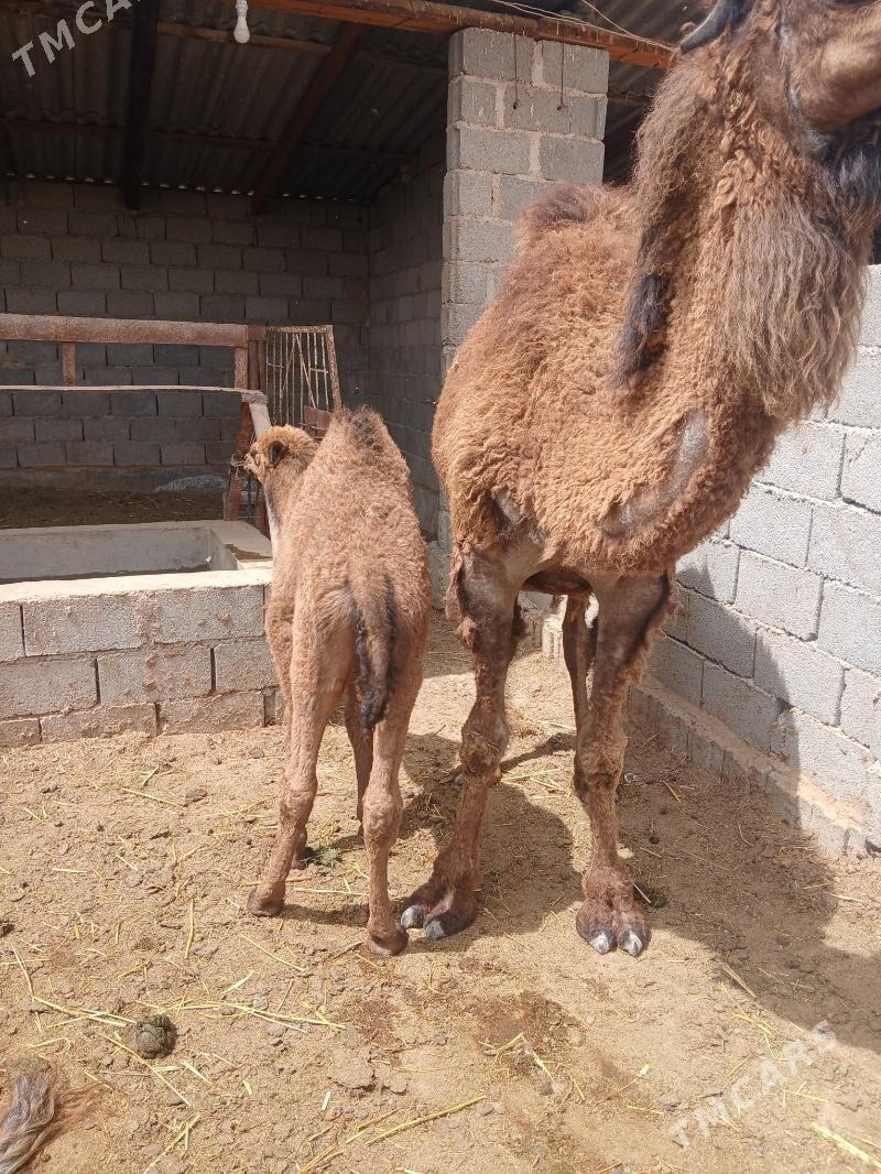 Köşekli.düýe - Теджен - img 1