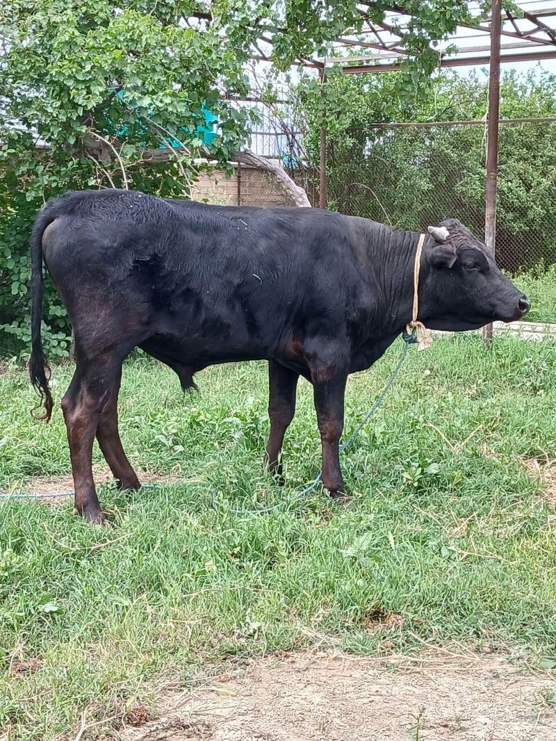 gibrit okuz - Bäherden - img 1