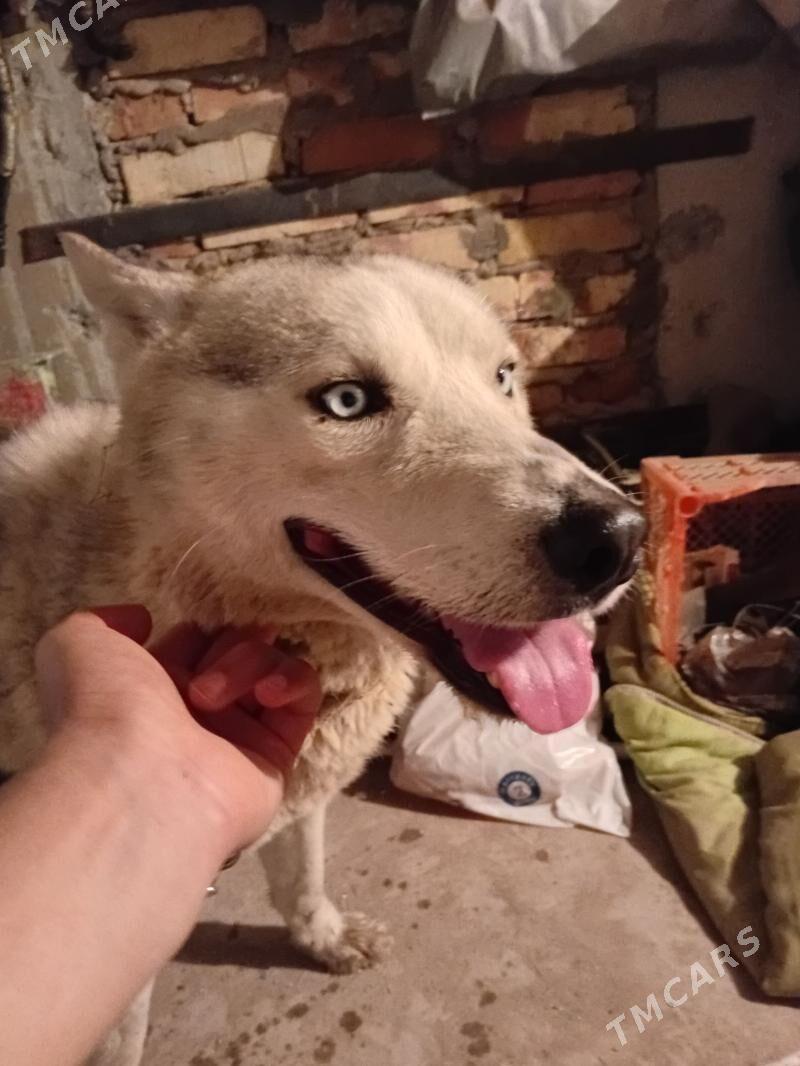 Haski - Baýramaly - img 1