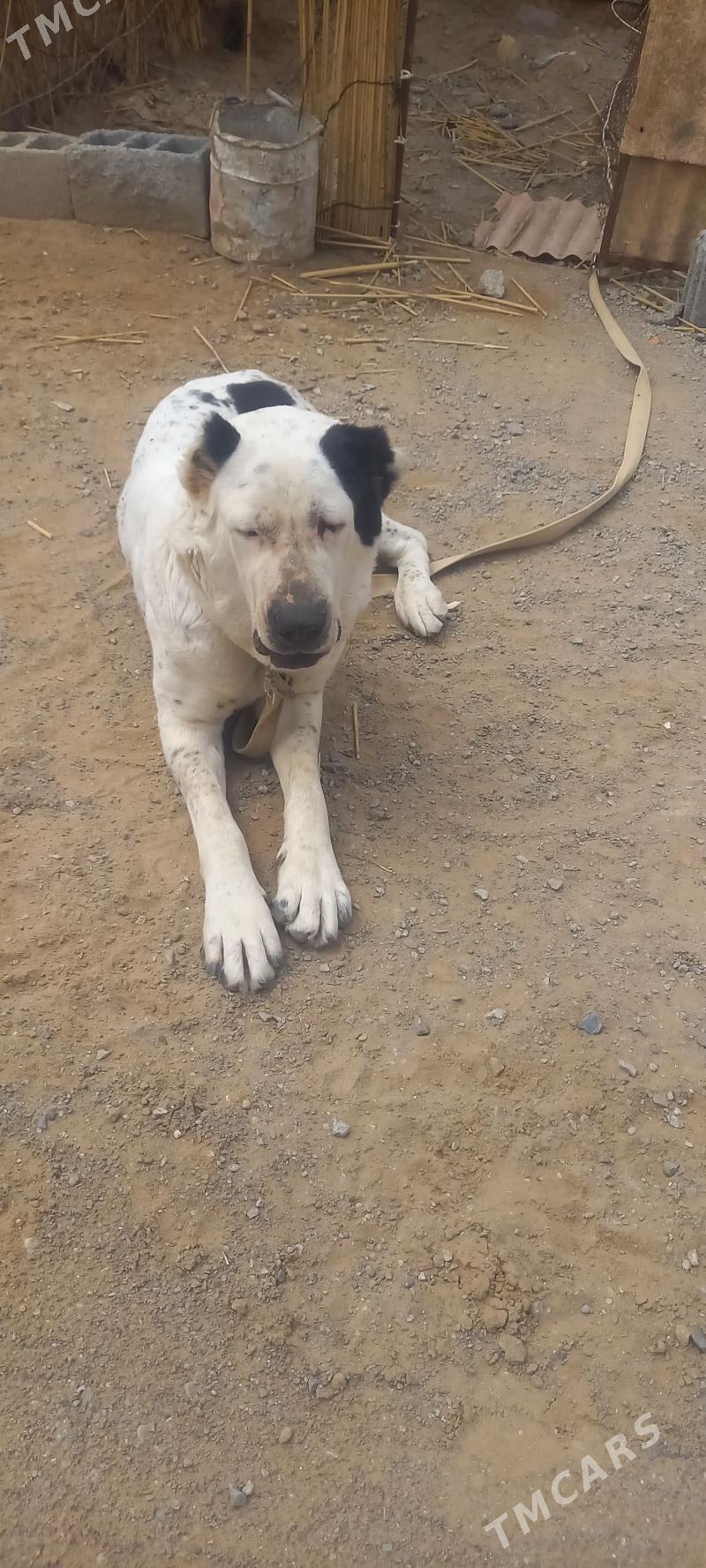 Alabay - Änew - img 1