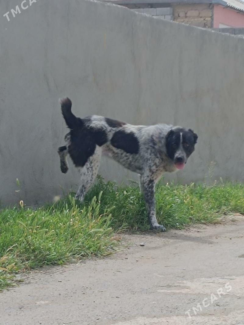 Alabay - Garadamak Şor - img 1