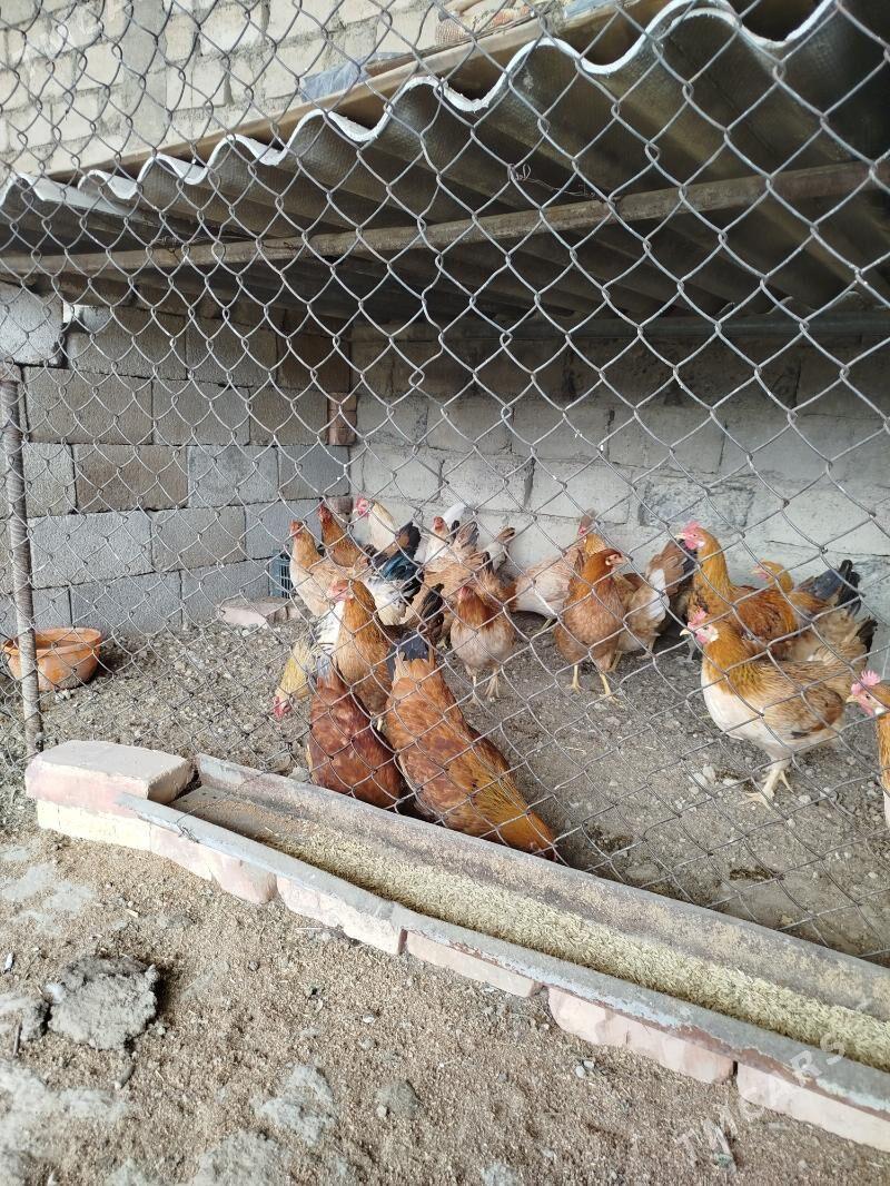 yas towuklar - Гёкдепе - img 1