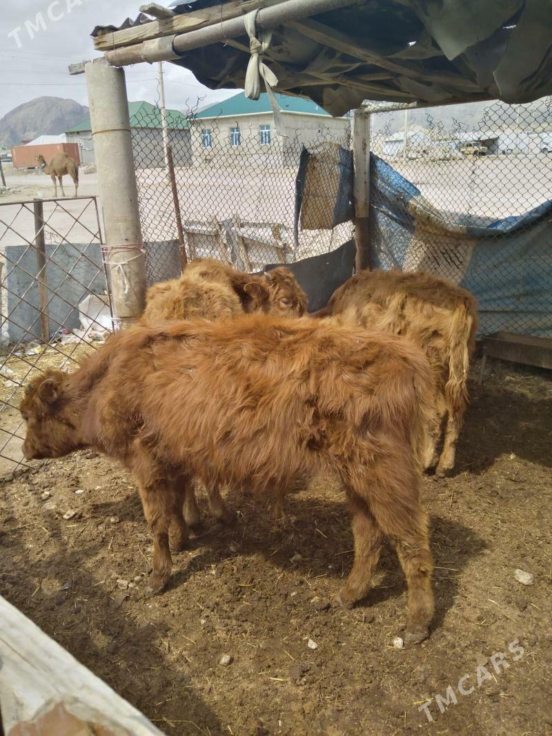 Okuzce - Балканабат - img 1