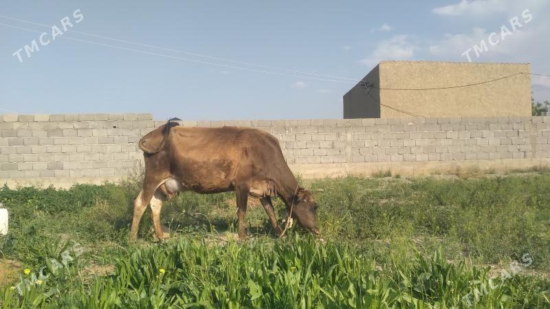 Göleli sygyr - Bäherden - img 1