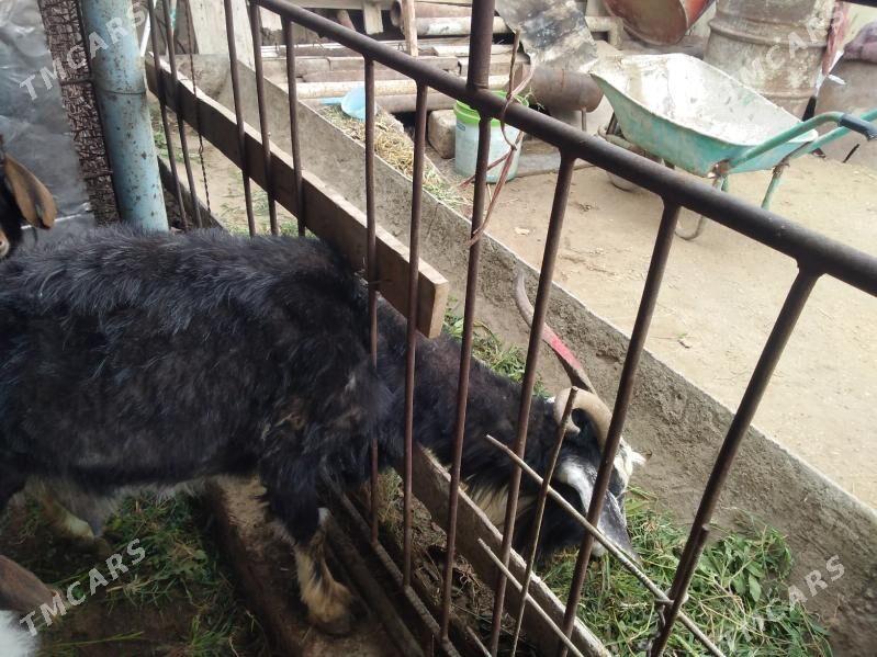 geçi - Джебел - img 1