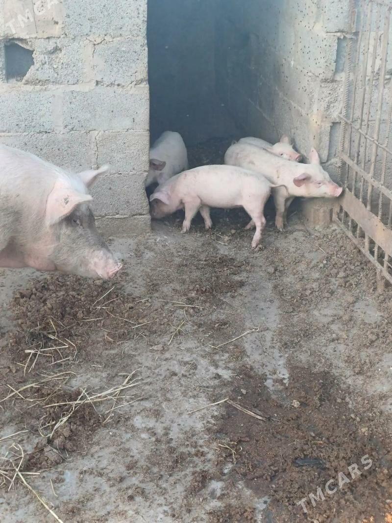 donuz - Халач - img 1