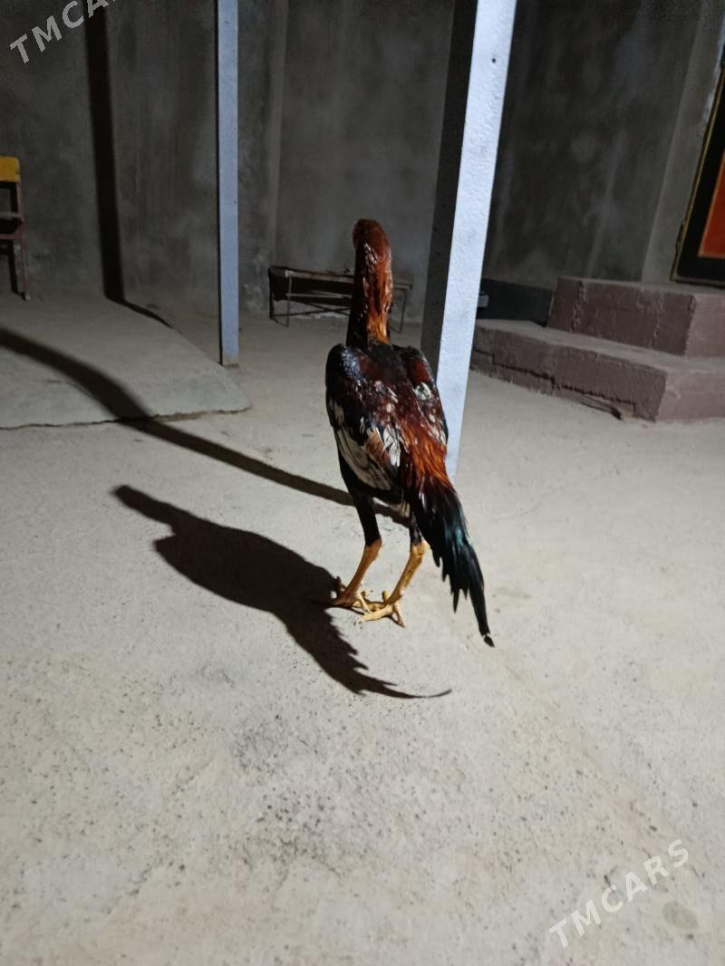 Taskent - Tejen - img 1