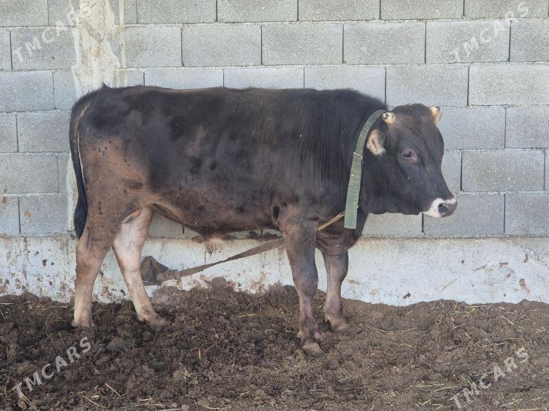 okuz - Gökdepe - img 1