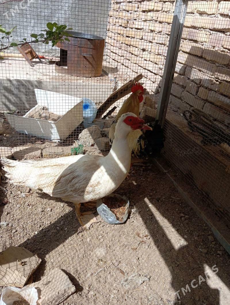 muskus ördek - Çärjew - img 1