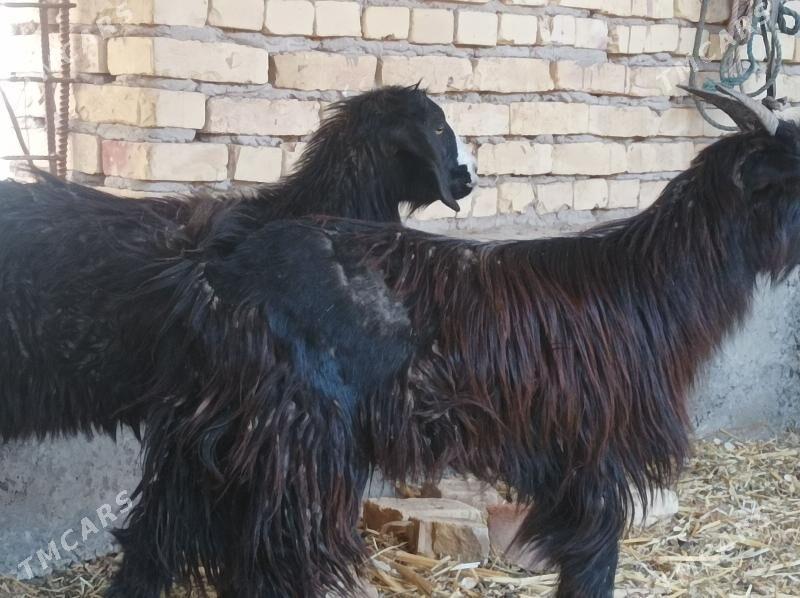 Serke Cebisler - Dänew - img 1