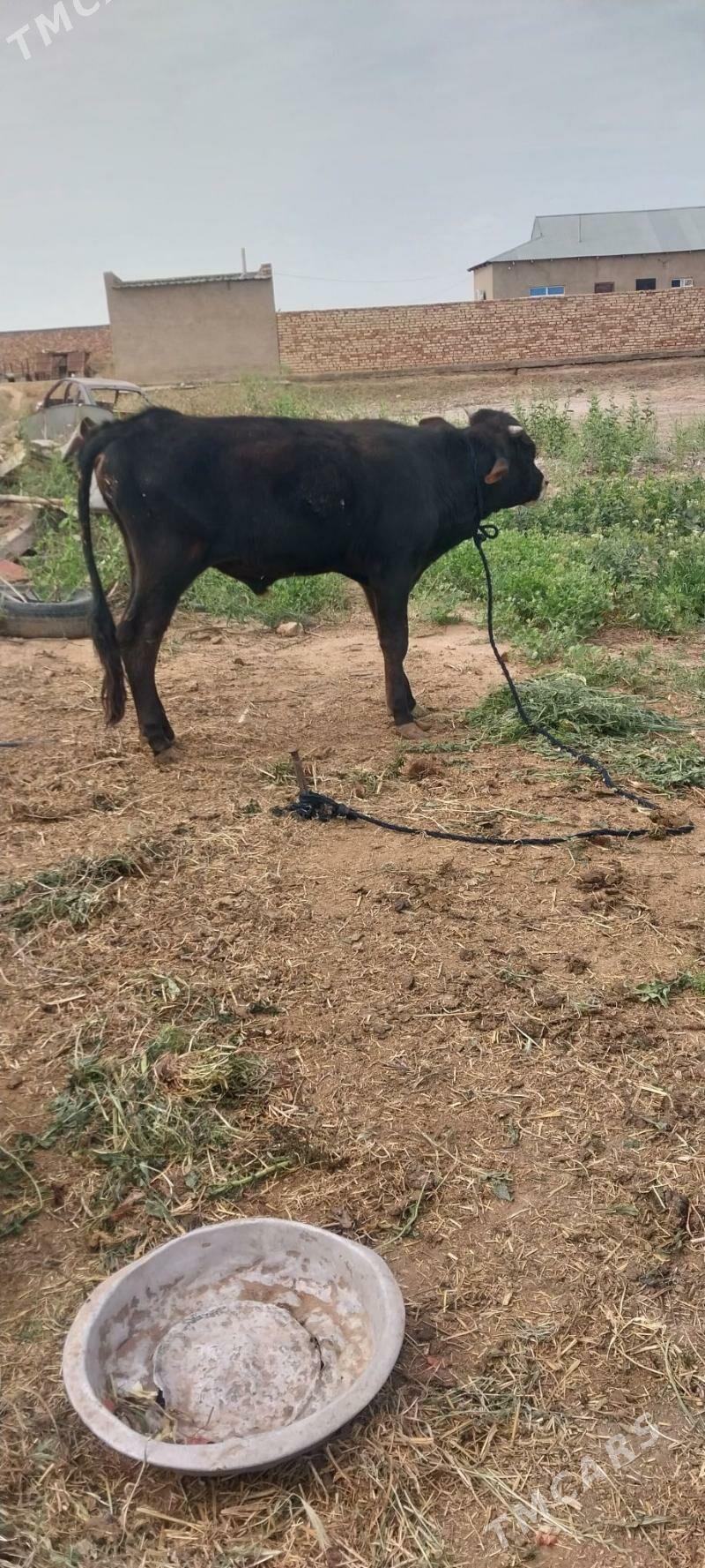 okiz - Бабадайхан - img 1