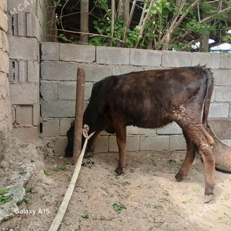 Tuwe - Бузмеин - img 1