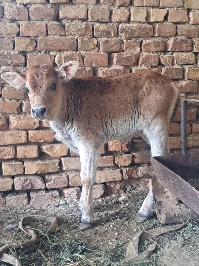 tohum göle - Gyzylarbat - img 1