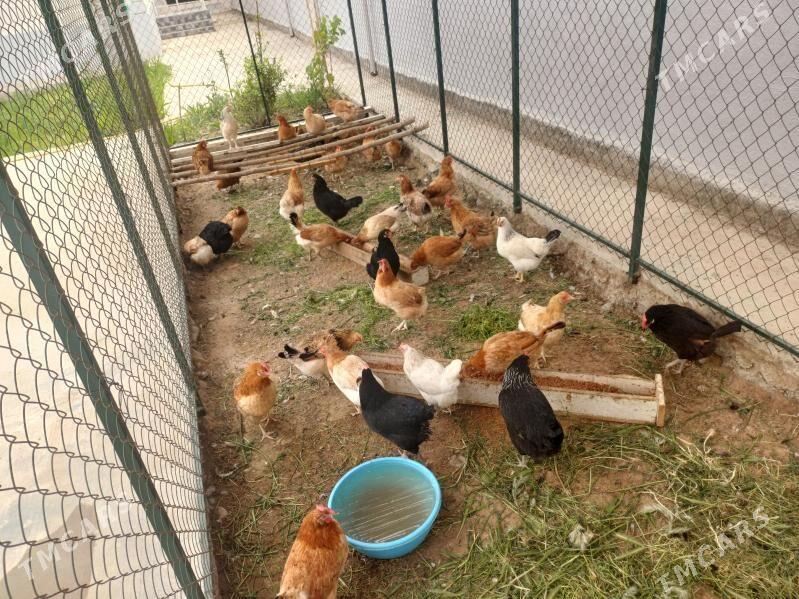 Satlyk towuk - Тязе заман - img 1