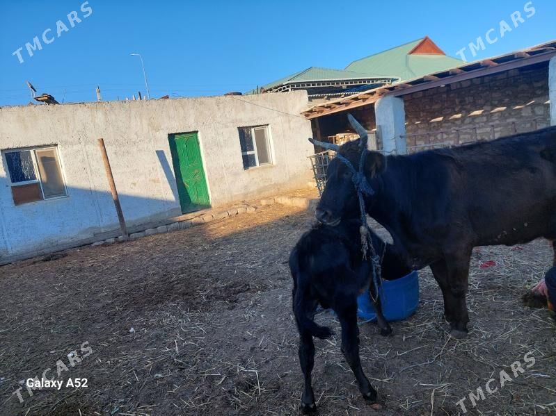 Satlyk sygyr - Туркменбаши - img 1