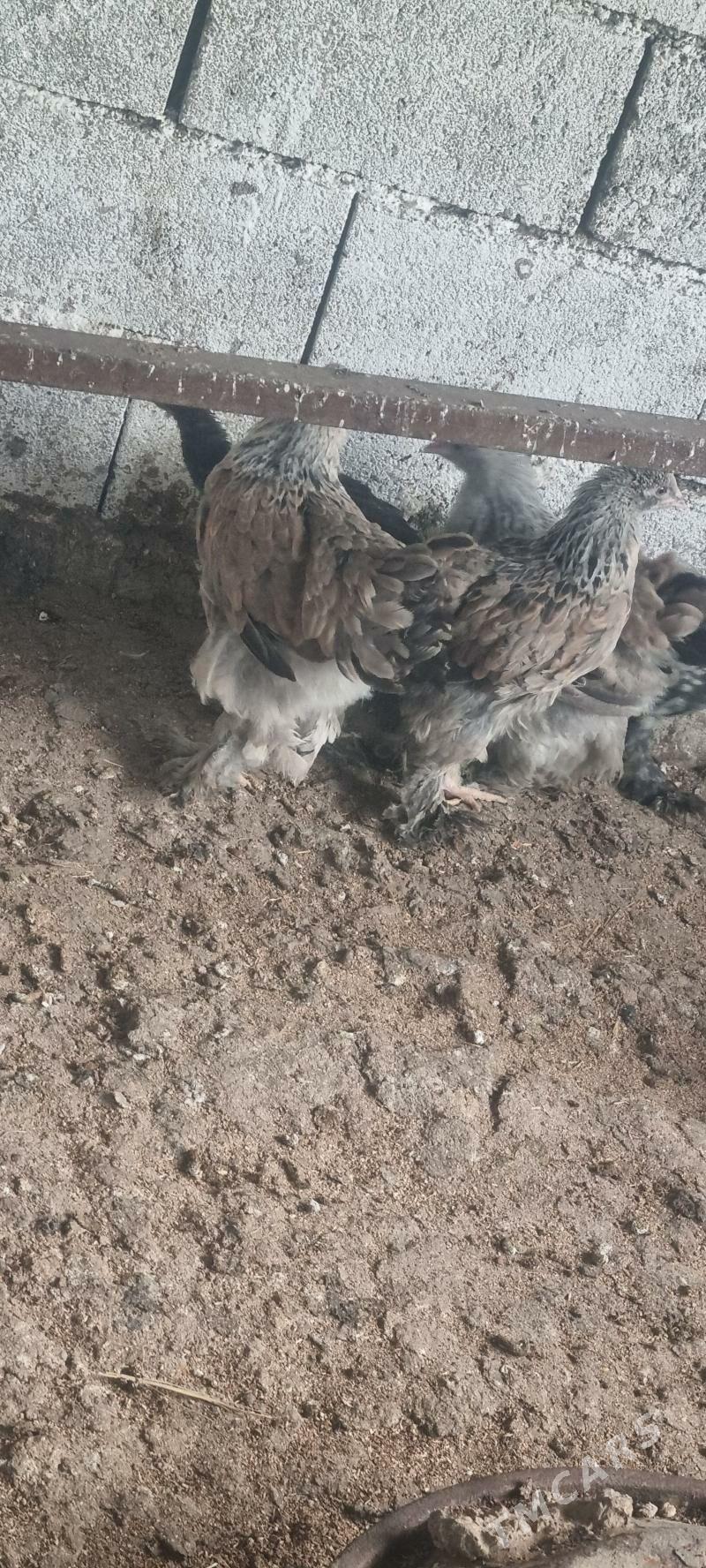 Induk Towuk - Багир - img 1