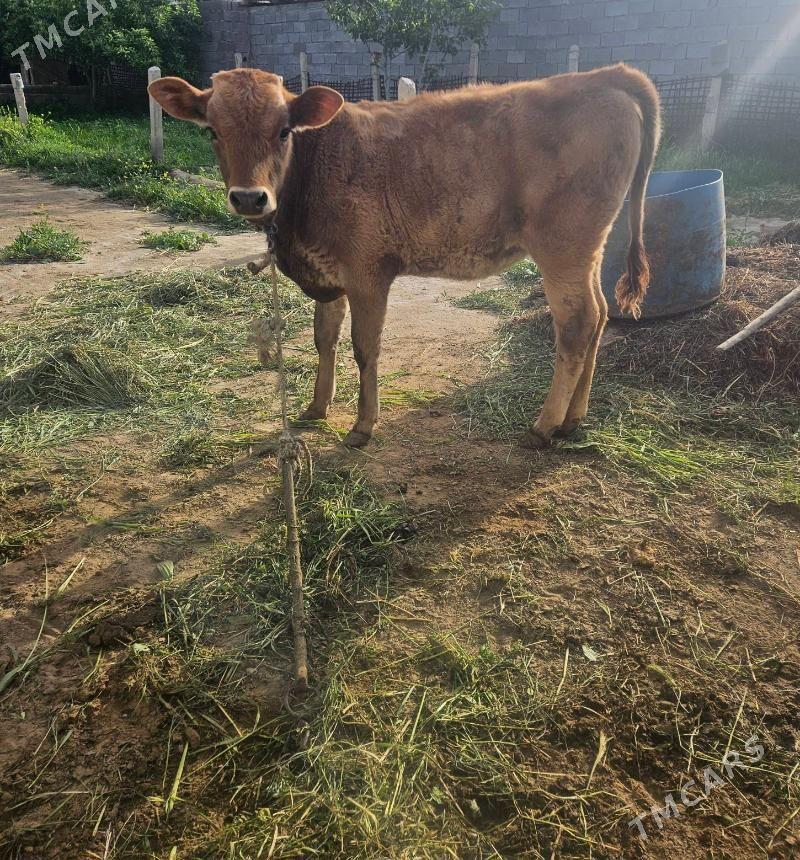 Tuwe Tohum we OKUZ - Гёкдепе - img 1