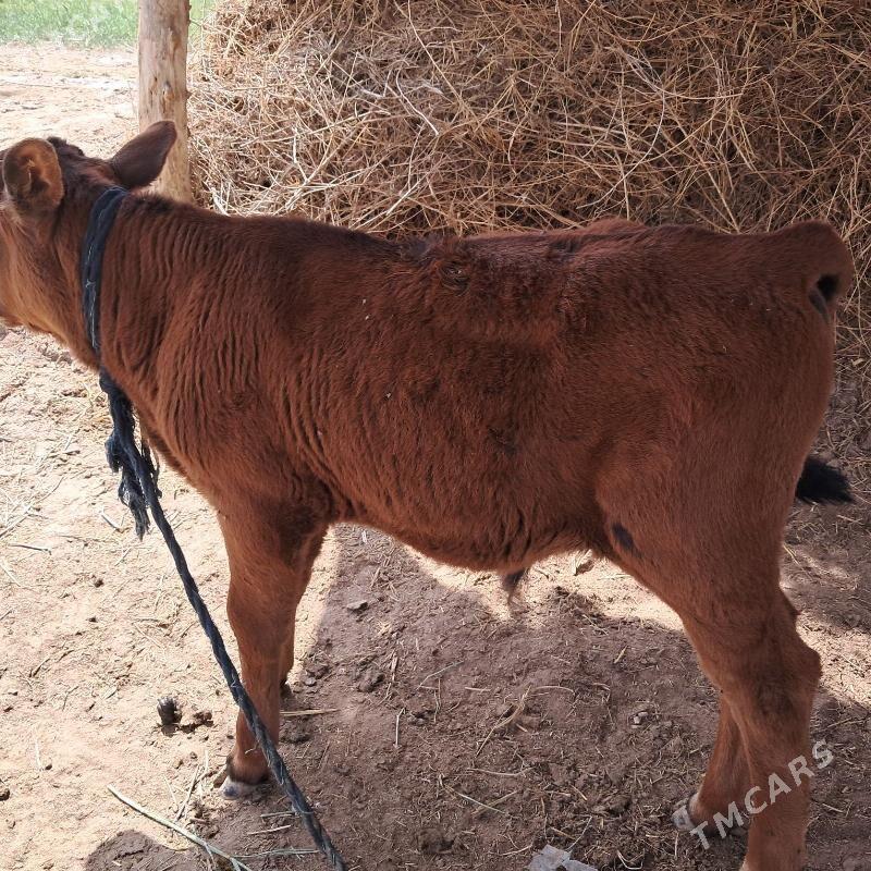 окузче учярым айлык - Ёлётен - img 1