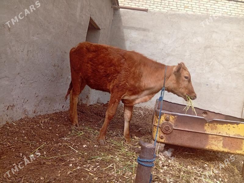 Gulajyn - Mary - img 1