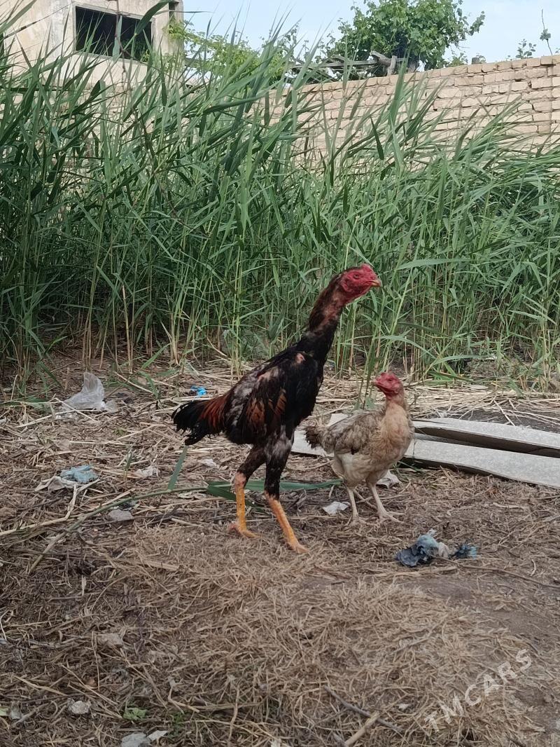 хораз жуже - Туркменабат - img 1