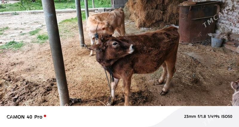 tuwe - Bäherden - img 1