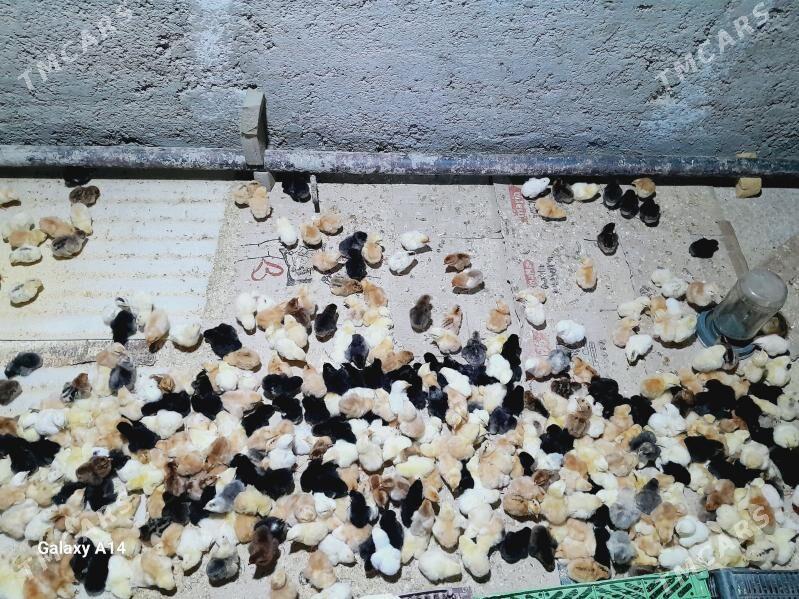 juje - Dänew - img 1