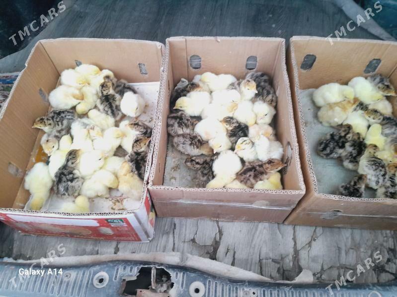 induk - Dänew - img 1