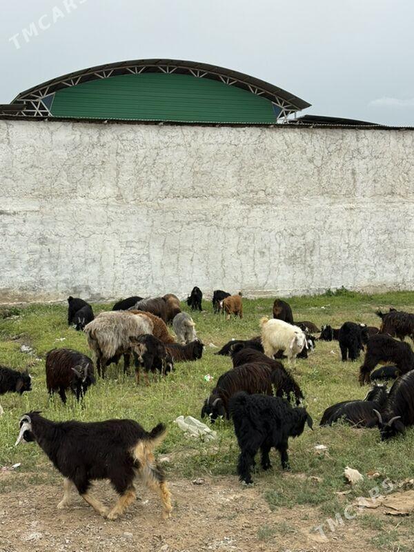 çewiş - Garadamak - img 1