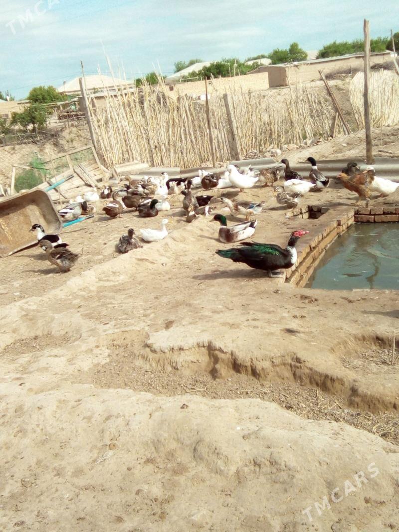 Ýaşylbaş ördek - Ýolöten - img 1