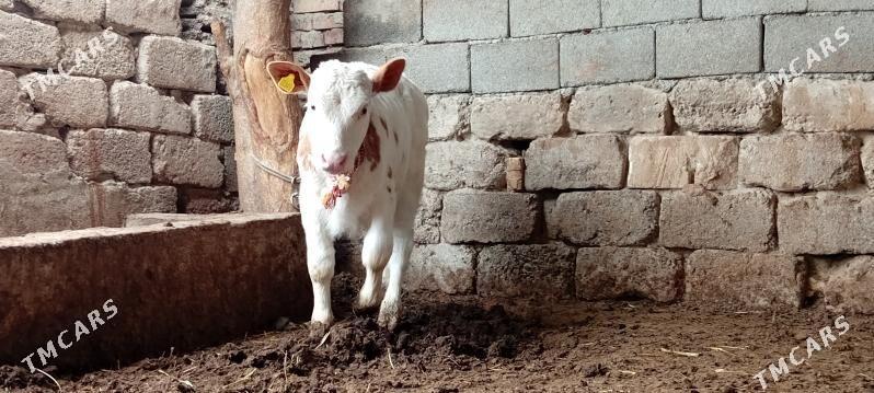 Simental Öküzçe Göle - Ашхабад - img 1