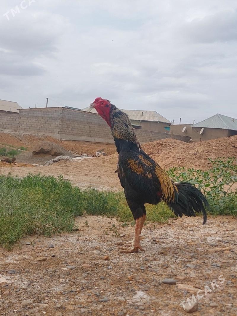 Taşkent - Tejen - img 1