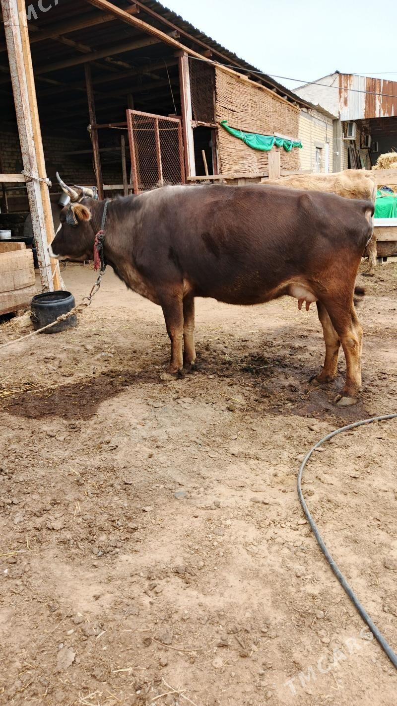 Sygyr - Gökdepe - img 1