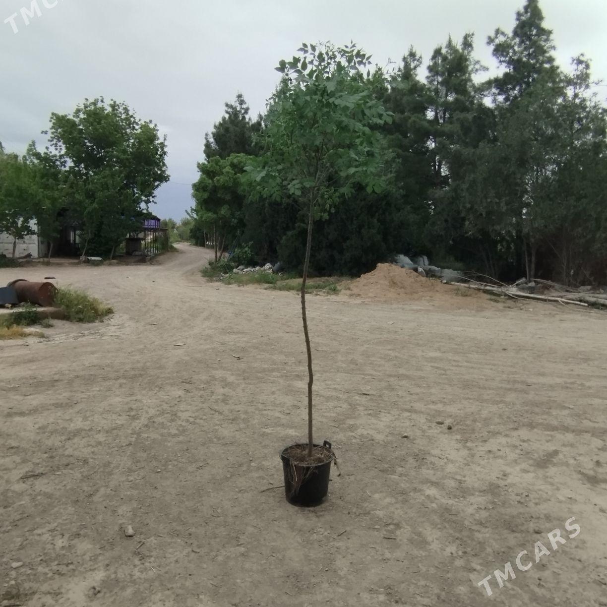 ýasyn klyon - Кака - img 1