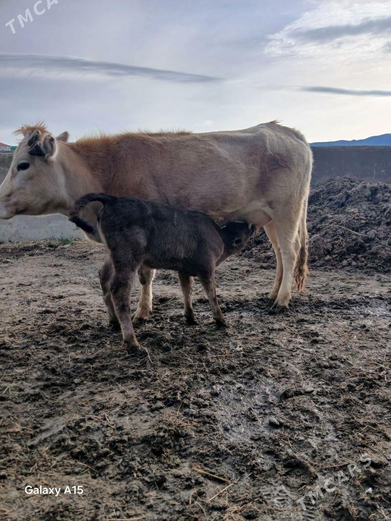 Göleli sigir - Бахарден - img 1