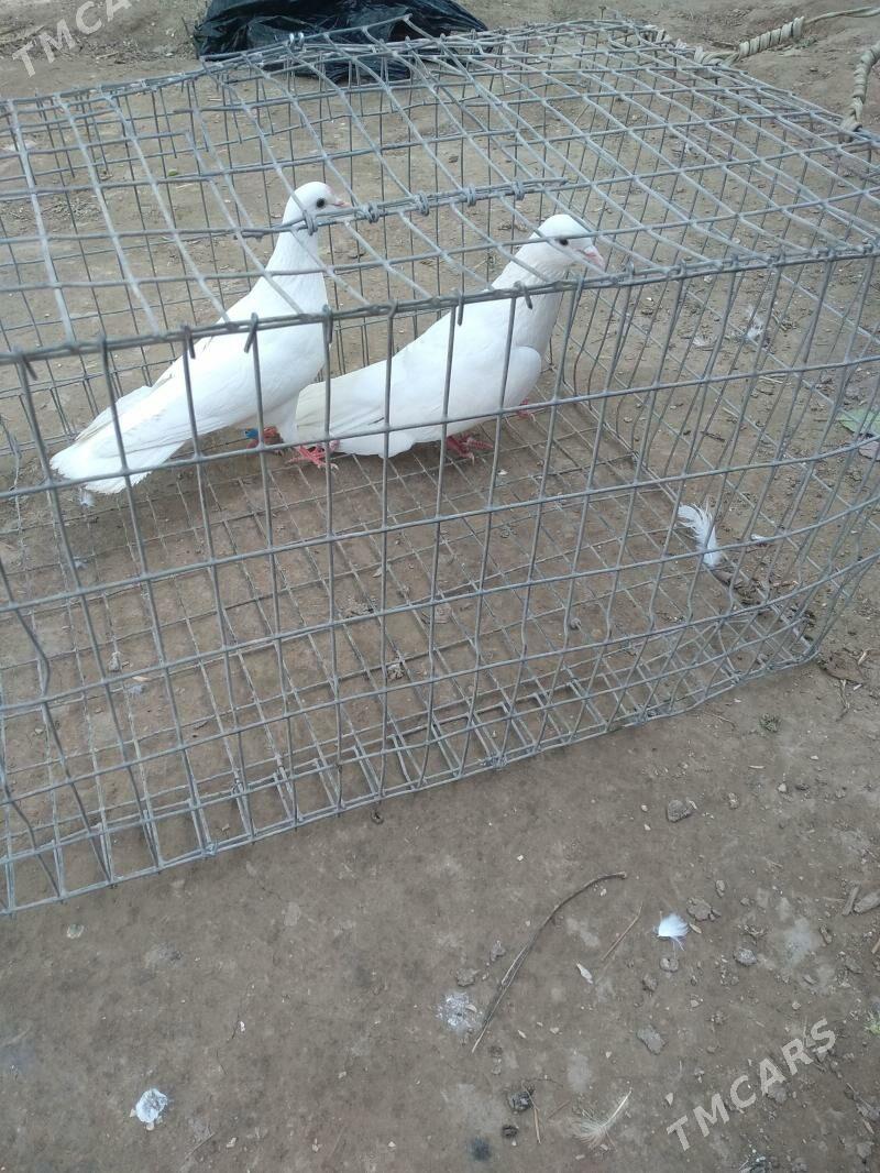 kepter - Туркменабат - img 1