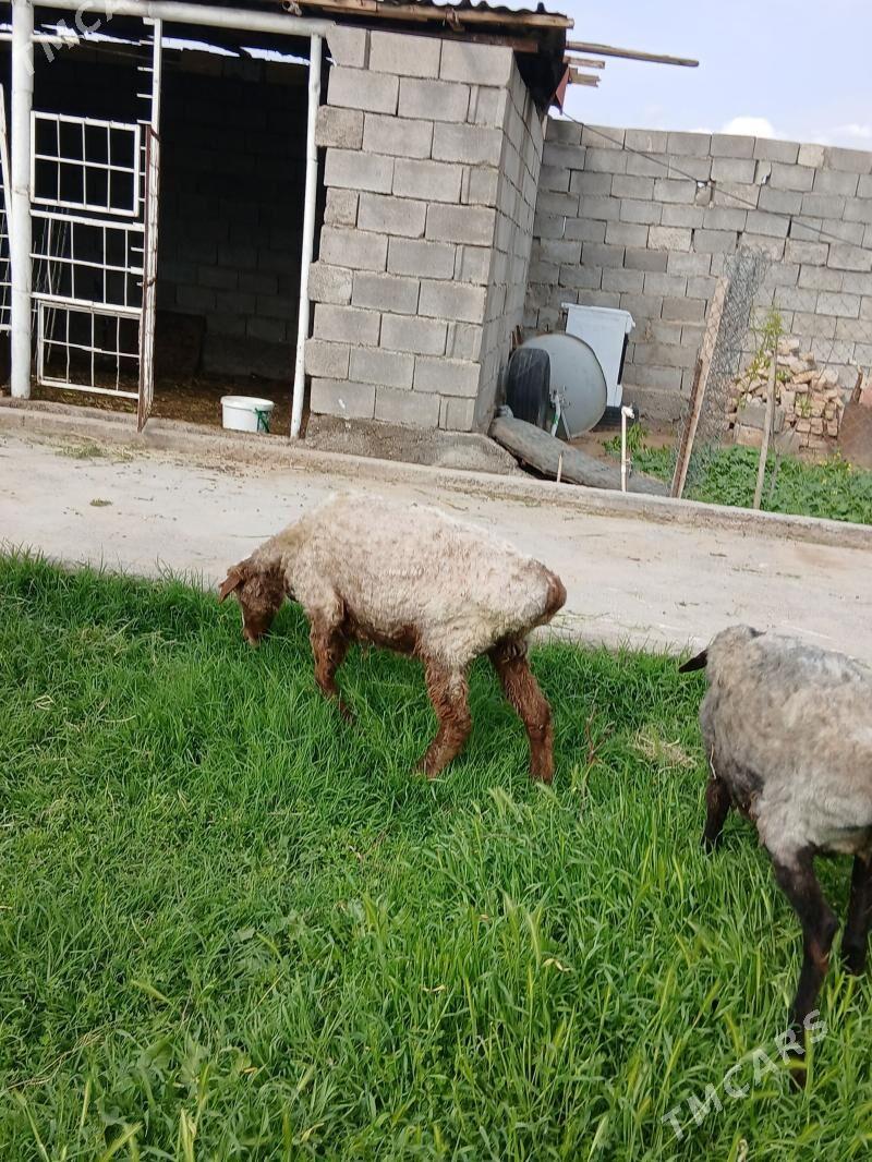 goýun bogaz gisari - Aşgabat - img 1