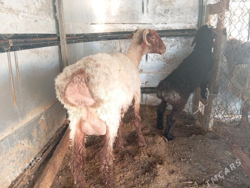 guzuly goyun - Aşgabat - img 1