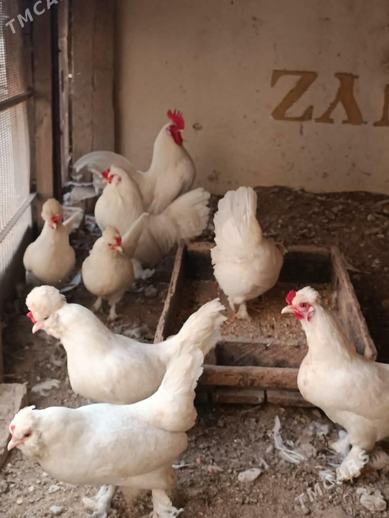 yapocik yumurta - Чарджоу - img 1