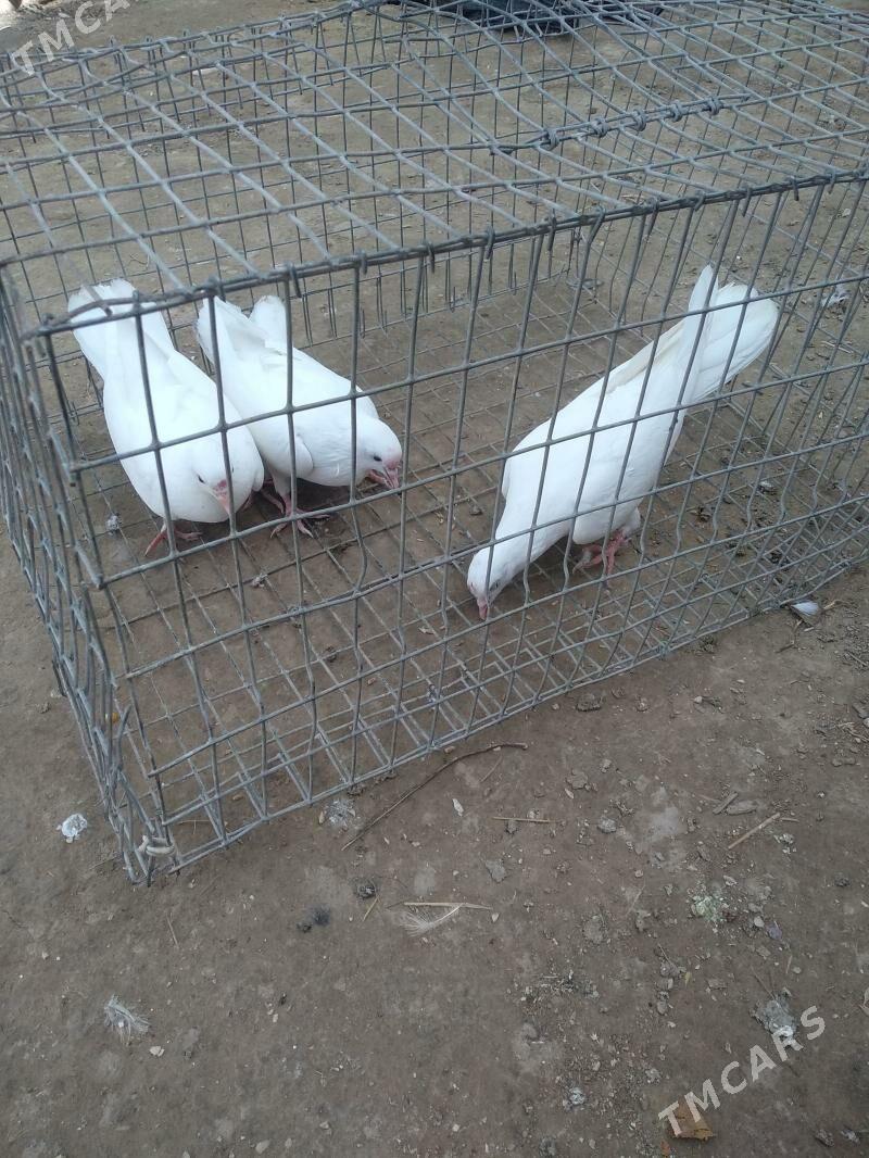 kepter - Туркменабат - img 1