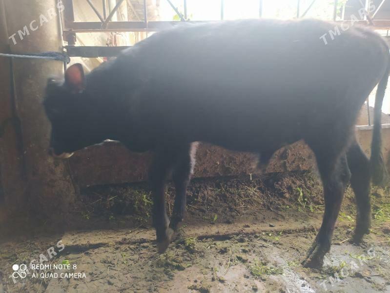 ökuz túwe - Ýaşlyk - img 1