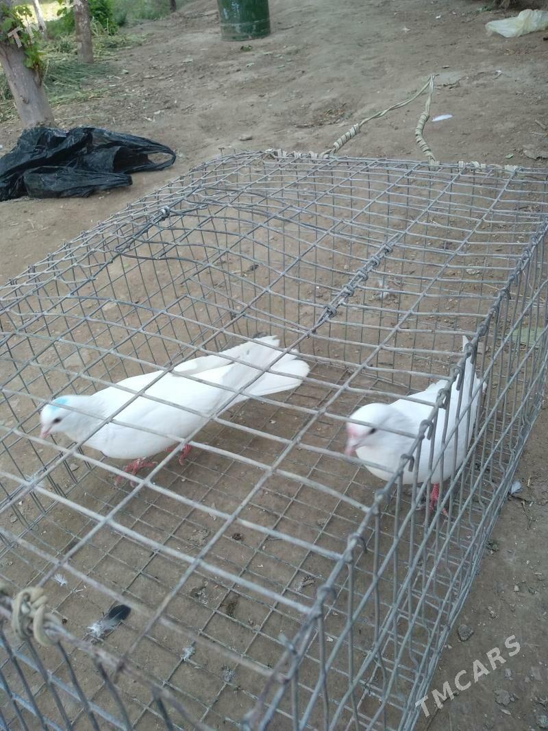 kepter - Туркменабат - img 1