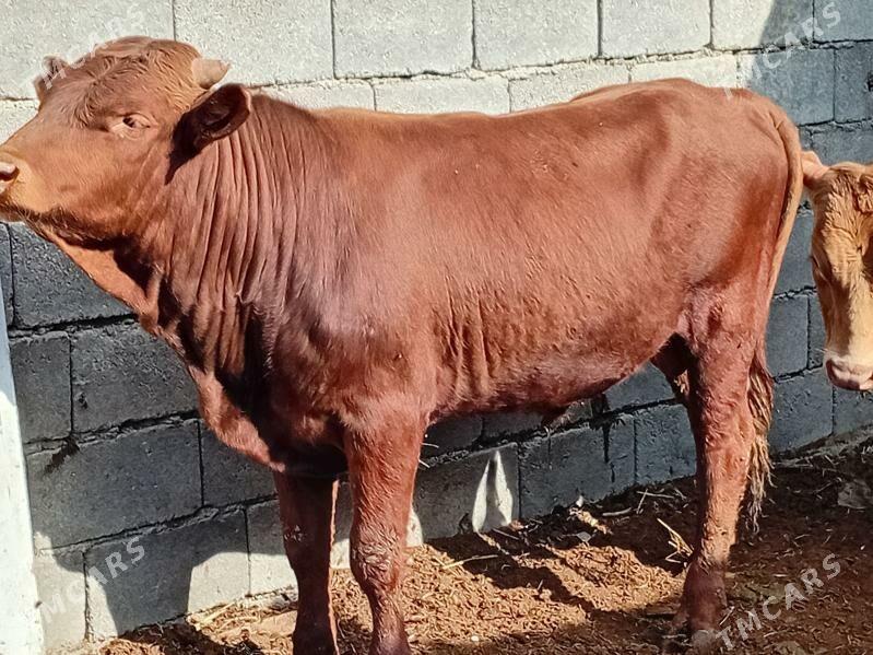 okuz - Gökdepe - img 1