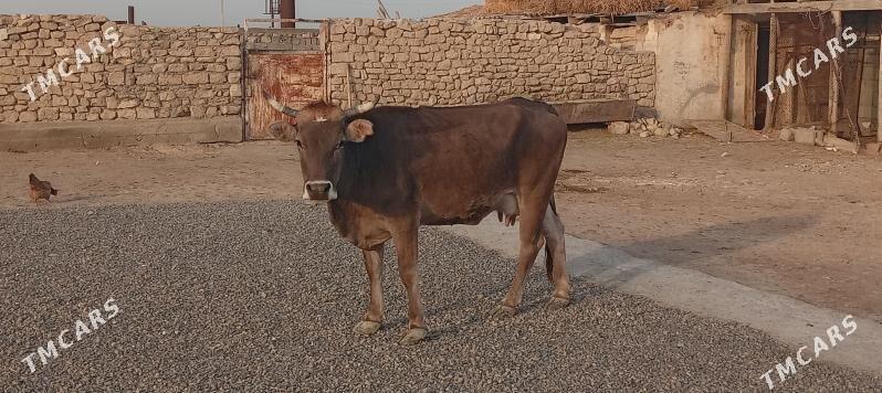 sygyr - Gyzylarbat - img 1