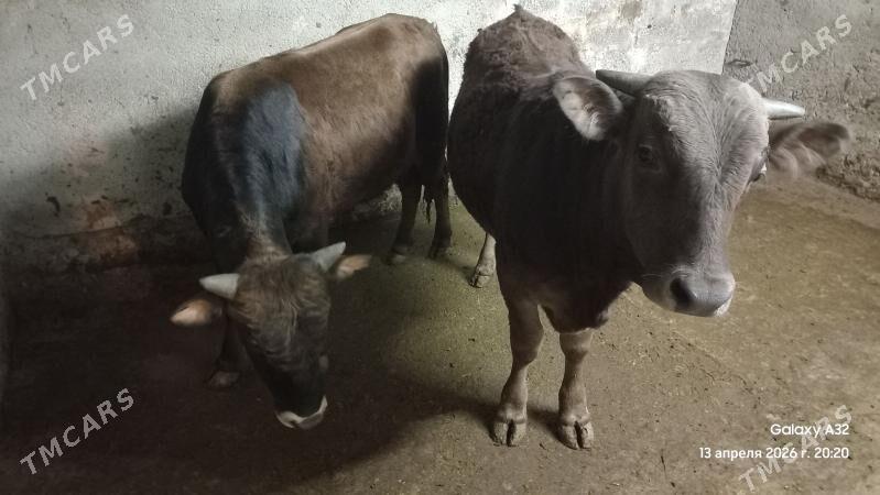 ÖKÜZLER - Ак-Бугдайский этрап - img 1